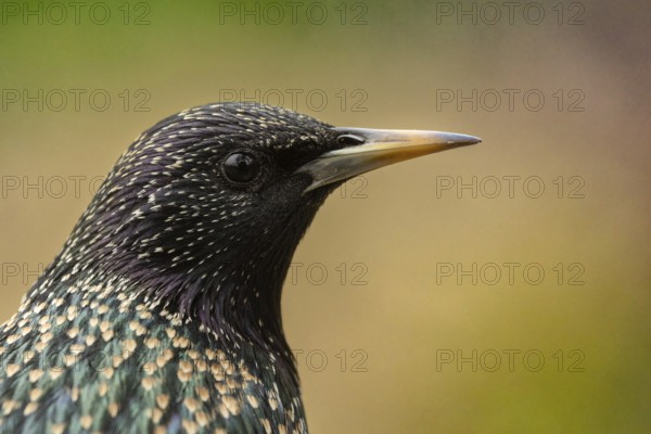 Starling (Sturnus vulgaris) in spring plumage, close-up, Hochrhein, Baden-Württemberg, Germany, Europe