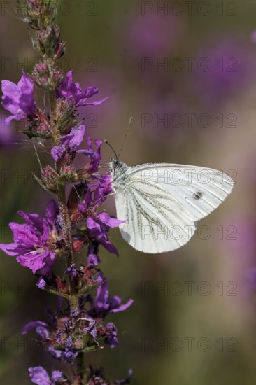Rape white butterfly on loosestrife