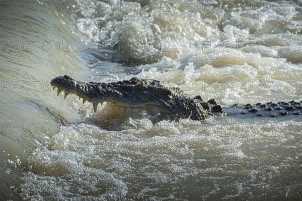 Saltwater crocodile, also known as saltie (Crocodylus porosus) at the Cahill Crossing ford through the East Alligator River, Kakadu National Park, Northern Territory, Australia, Oceania