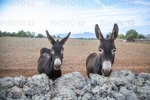 Two donkeys (Ase Balear) standing behind a natural stone wall, portrait, Llubí, Majorca, Spain, Europe