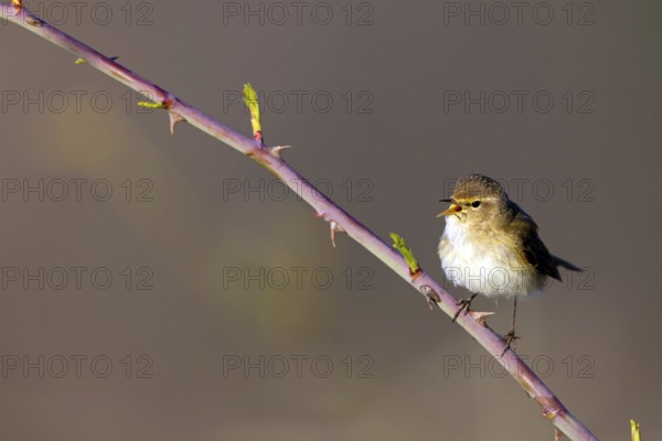 Chiffchaff, (Phylloscopus collybita), (Phylloscopus collybitus), willow warbler, songbird, perch, biotope, habitat, resting Nahe valley, Rhineland-Palatinate, Federal Republic of Germany