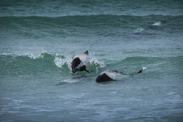 Commerson's dolphins (Cephalorhynchus commersonii), also known as Jacobita or Tonina, surfing in a wave. Pebble Island, Falkland Islands, Great Britain, South Atlantic, South America