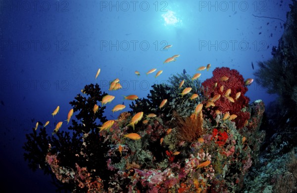 Coral reef with bannerfish, Pseudanthias squamipinnis, Maldives, Indian Ocean, Meemu Atoll, Asia