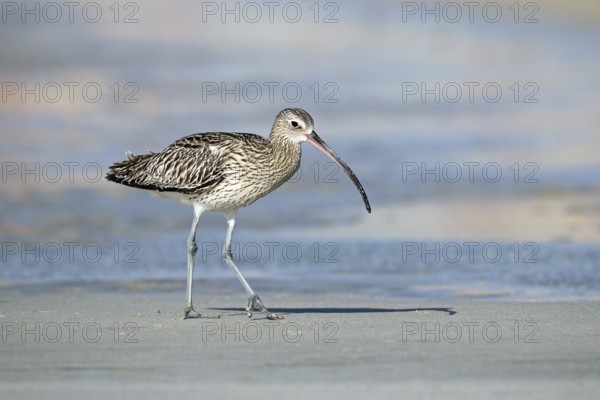 Eurasian curlew, Numenius arquata, Oman, Asia