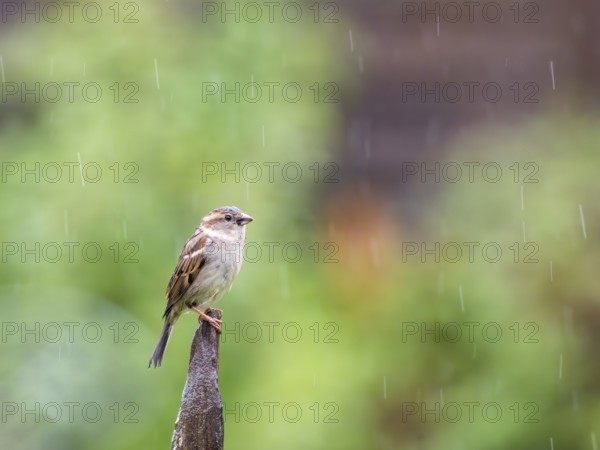 Sparrow perching on a post in the rain