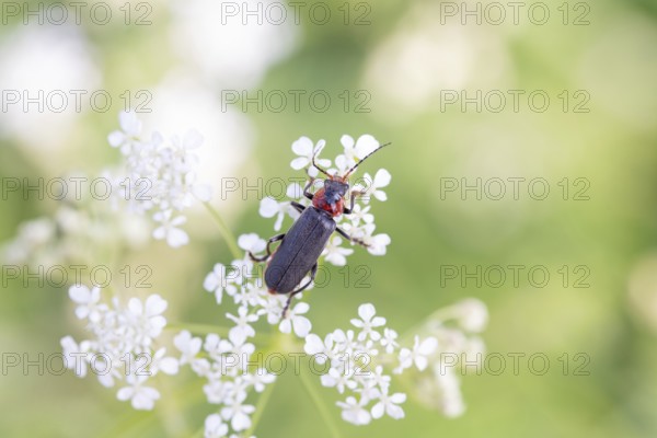 Cantharis fusca (Cantharis fusca), foraging on a flower, Lower Saxony, Germany, Europe