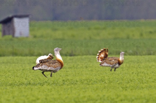 Great bustard (Otis tarda), male