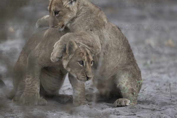Lion cubs (Panthera leo juvenil) playing, Hyena pan private game reserve, Khwai river area, Okavango Delta, Maun, Botswana, Africa