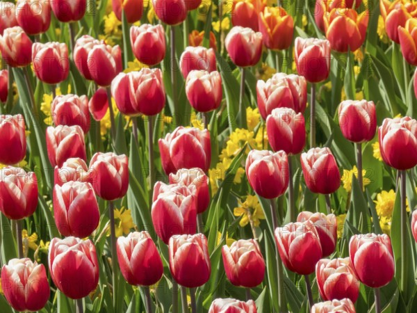 Red and white tulips bloom in the garden, surrounded by yellow flowers, which awakens spring fever, Amsterdam, Netherlands