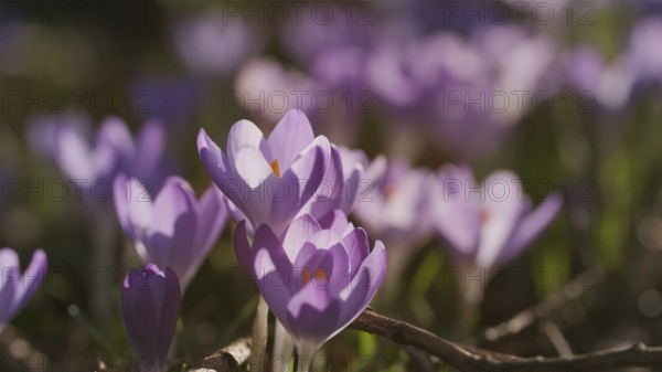 Springtime close-up view of meadow with violet crocuses. Soft selective focus of flowering crocus flowers