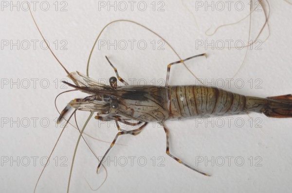 Close-up of a brown shrimp with long antennae against a white background