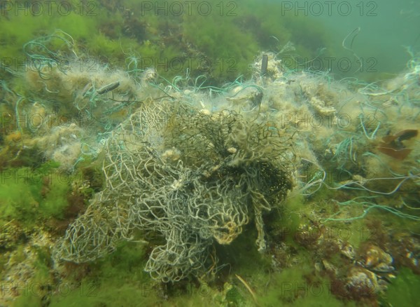 Lost fishing net lies on seabed in green algae Ulva on bright sunny day in sun glare in Black sea, Ghost gear pollution of Seas and Ocean, Black Sea, Odessa, Ukraine, Europe