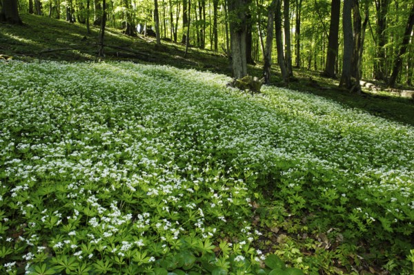Sweet Woodruff, Woodruff (Asperula odorata) (Galium odoratum), Fragrant bedstraw, Red plants (Rubiaceae)