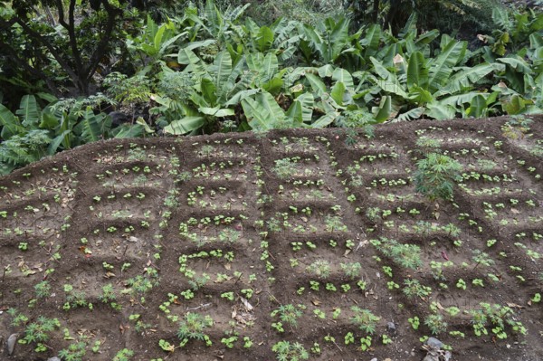 Irrigated field terrace with beans and cassava, Paul Valley, Ribeira do Paul, Santo Antao Island, Cape Verde Islands, Cape Verde, Africa