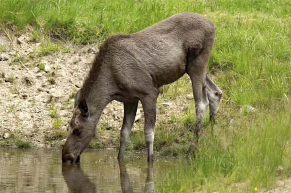 Elk (Alces alces)