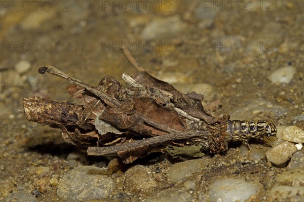 Hairy sweep (Canephora hirsuta), hairy sweep