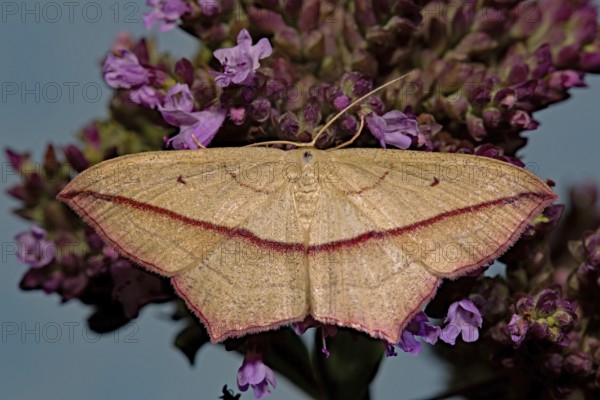 Blood vein (Timandra comae)