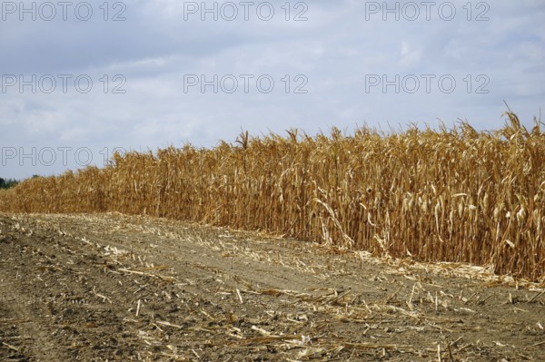 Withered cornfield, dry summer 2018, drought, Wetterau, Hesse, Germany, Europe