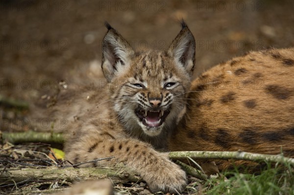 Eurasian lynx (Lynx lynx) with young