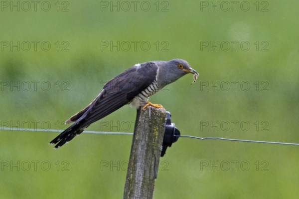 Common cuckoo (Cuculus canorus)