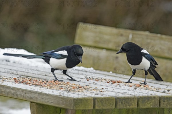 Eurasian magpies (Pica pica)