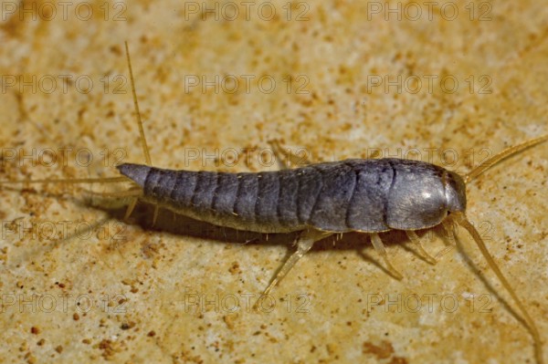 Silverfish (Lepisma saccharina), stone slab