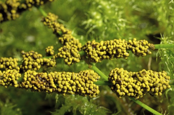Slime mould (Physarum virescens)