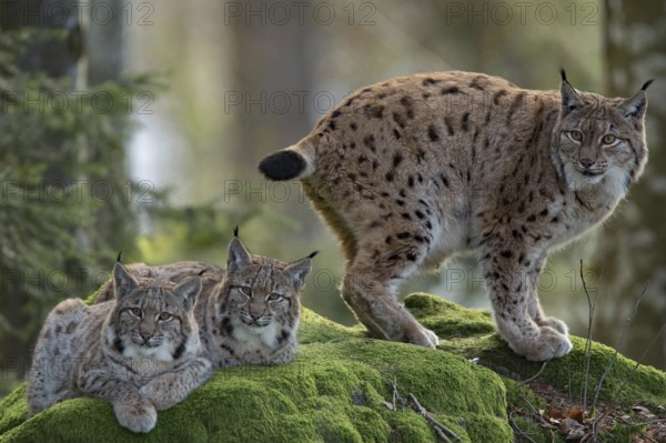 Eurasian lynx (Lynx lynx) and cubs