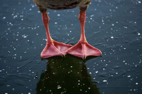 Greylag goose (Anser anser), feet on ice
