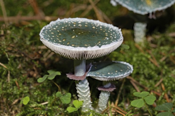 Verdigris agaric (Stropharia aeruginosa)