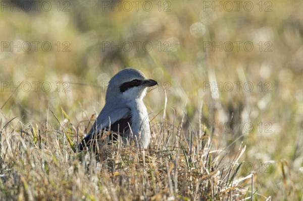 Great grey shrike (Lanius excubitor), Bavaria, Germany, Europe