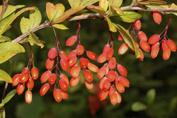 European barberry (Berberis vulgaris)