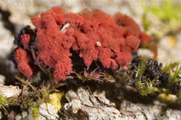 Carnival candy slime mold (Arcyria denudata)