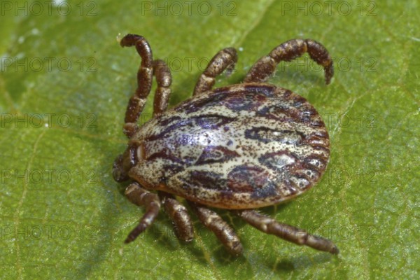 Marsh tick (Dermacentor reticulatus), male