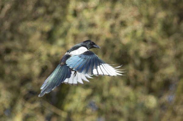 Eurasian magpie (Pica pica)