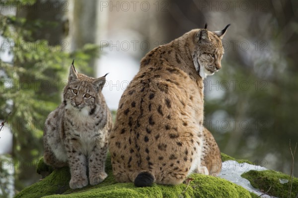 Eurasian lynx (Lynx lynx) with young