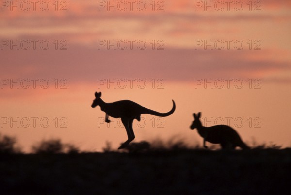 Red Kangaroos (Macropus rufus), Sturt national park, New South Wales, Australia, Rote Riesenkaenguruhs, Sturt-Nationalpark, New South Wales, Australien, Rotes Riesenkänguruh, seitlich, side, Oceania