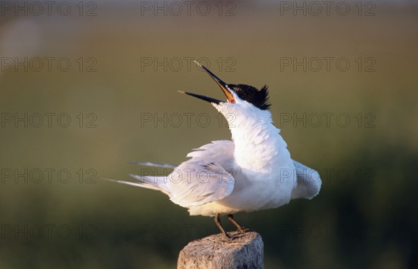 Sandwich Tern (Thalasseus sandvicensis) Tern, Terns, Belgium, Europe