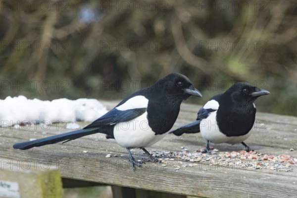 Eurasian magpies (Pica pica)