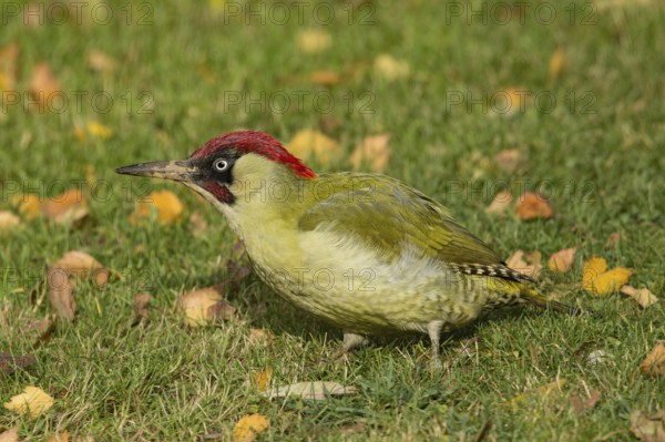 European green woodpecker (Picus viridis), male