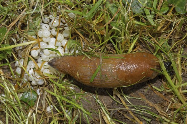 Red slug (Arion rufus), eggs