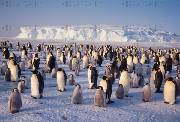 Emperor Penguin Colony, Dawson-Lambton Glacier, Antarctica