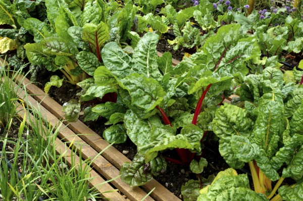 Vegetable bed with chard (Beta vulgaris cicla)