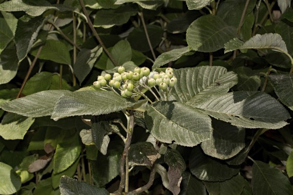 Whitebeam (Sorbus aria)