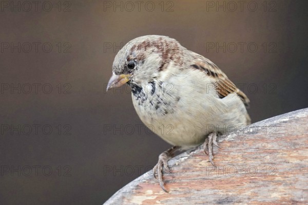 House sparrow (Passer domesticus), male, Berlin, Germany, Europe