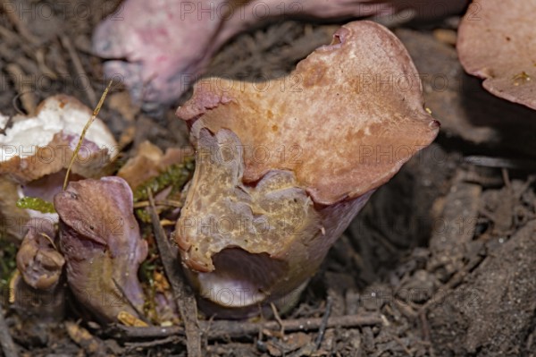 Pig's ears (Gomphus clavatus)