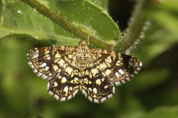 Heather lattice moth (Chiasmia clathrata)