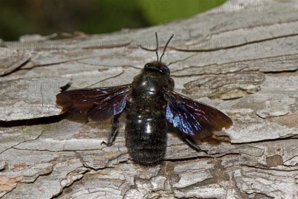 Purple violet carpenter bee (Xylocopa violacea)