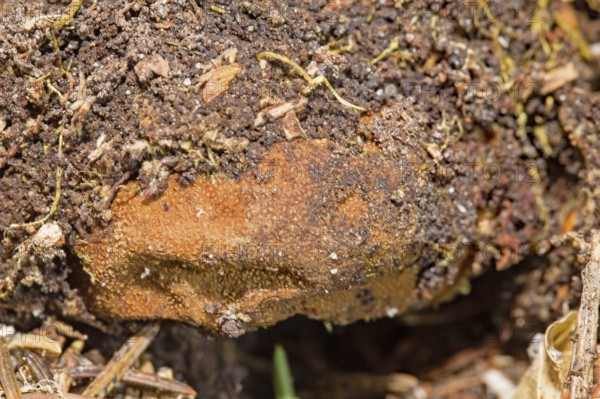 False Truffle fungus (Elaphomyces granulatus)