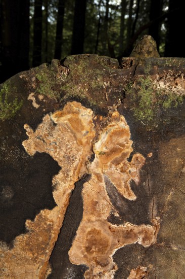 Fragrant Fire Sponge (Phellinus pouzarii)
